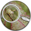SPIDER THE SECRET GARDEN 17,5 G 500 CFA FRANCS CAMEROON 2020