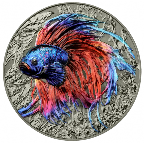 BETTA FISH - BOJOWNIK - PRZEDSTAWICIELE WYJĄTKOWYCH GATUNKÓW 2 OZ SREBRNA MONETA 5 DOLARÓW NIUE 2024